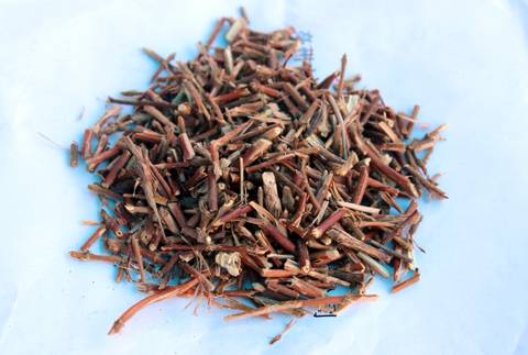 忍冬藤（茜草目忍冬科植物）