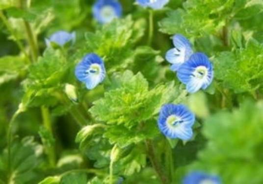 婆婆纳（中药）