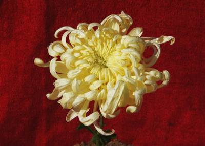 独立寒秋（菊花品种）