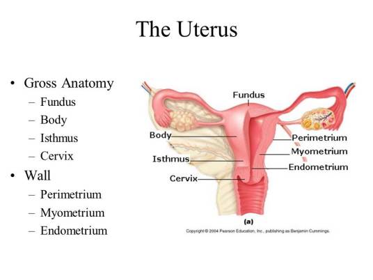 卵巢巧克力囊肿