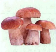 牛肝菌（中药）