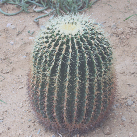 仙人球（中药）