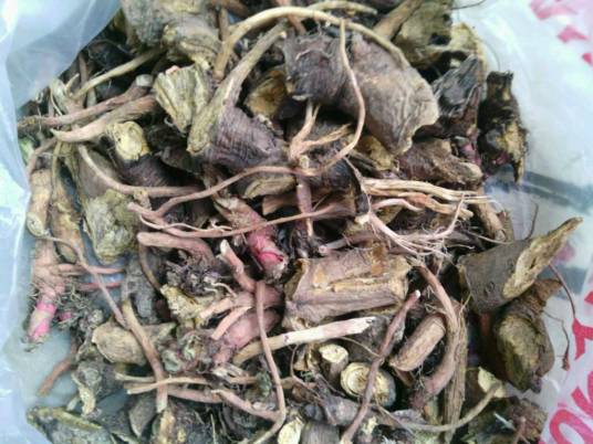 一点红（中药）