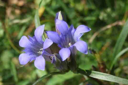秦艽（龙胆科龙胆属植物）