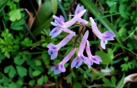 夏天无（罂粟科紫堇属植物）