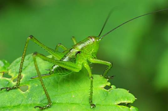 螽斯（昆虫纲直翅目螽斯科昆虫的统称）
