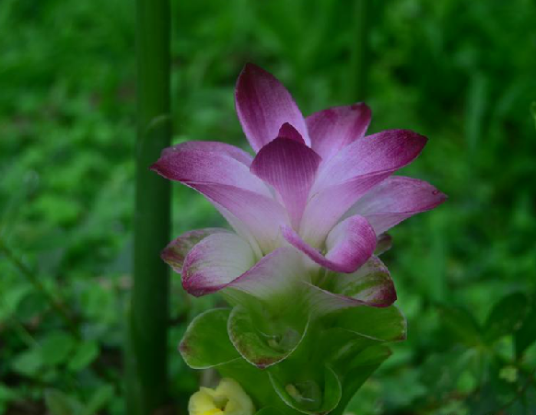 莪术（中药材）