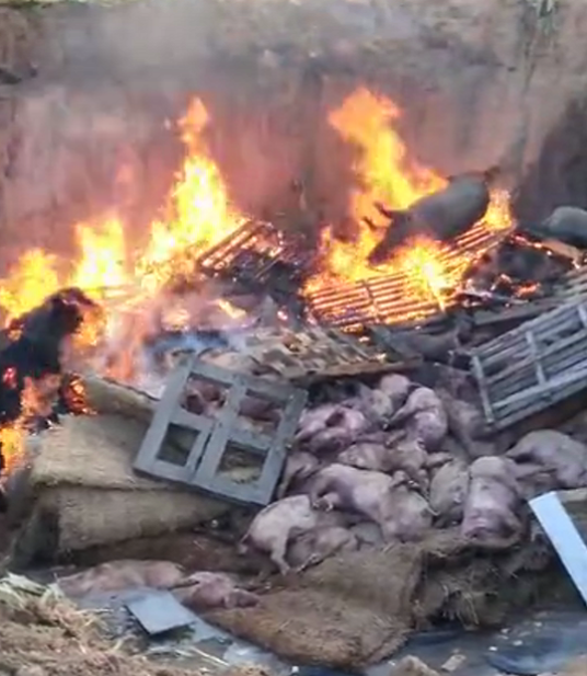 2018年沈阳非洲猪瘟疫情