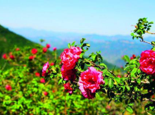 玫瑰谷（门头沟风景区）