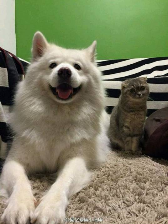 回忆专用小马甲