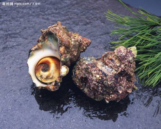 螺（腹足类动物）