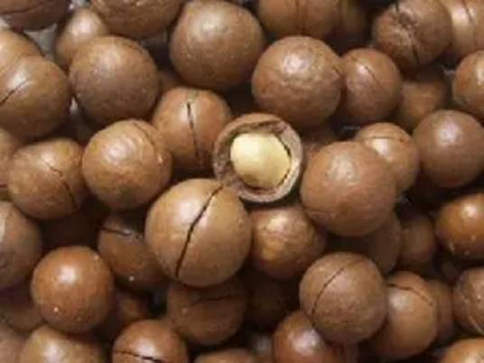 火山豆（夏威夷果）