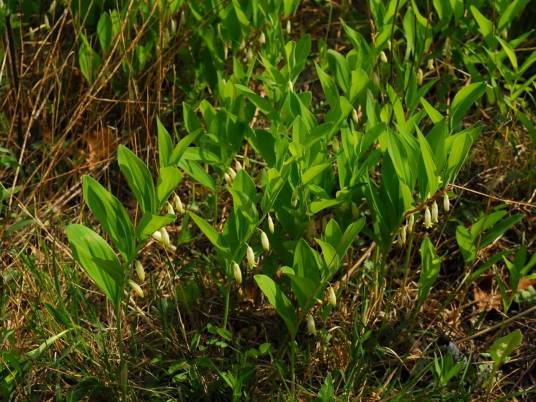 玉竹（天门冬科黄精属植物）