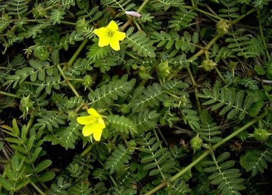 蒺藜（蒺藜科蒺藜属植物）