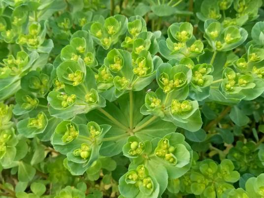 泽漆（大戟科大戟属植物）