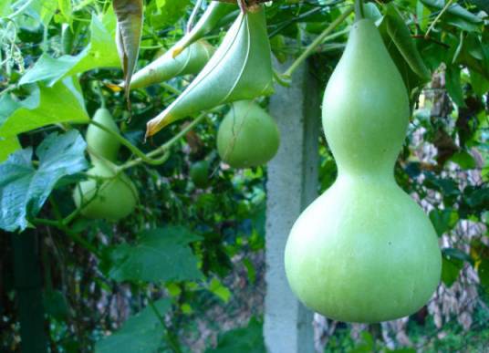 宝葫芦（一年生爬蔓草本植物）