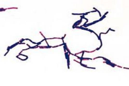 草酸铵结晶紫染液