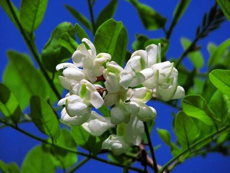 槐花几时开（四川民歌）