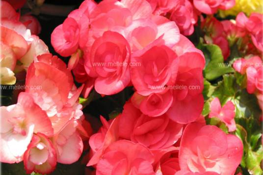 秋海棠（原亚种原变种）