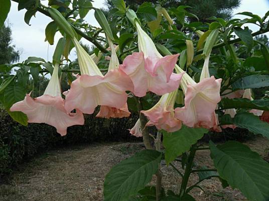 曼陀罗花（茄科曼陀罗属植物）