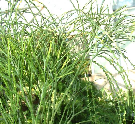 石刷把（植物）