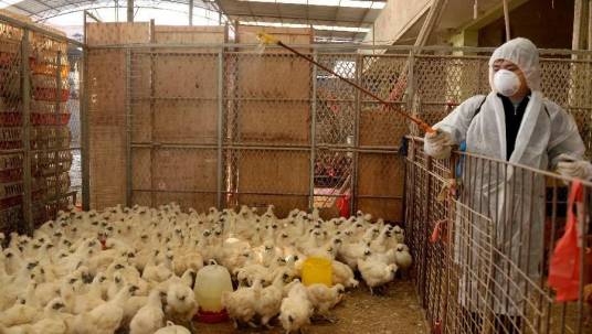 2020年H5N1禽流感疫情