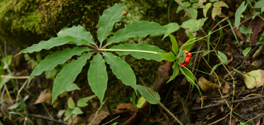 七叶一枝花（中药材）