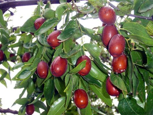 中国红枣之乡（陕西延川）