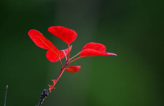 红叶（漆树科黄栌属植物）