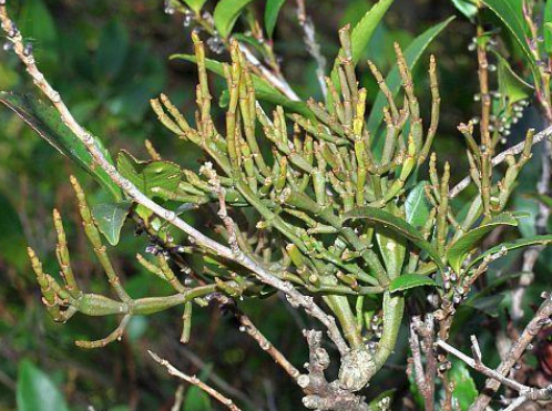 栗寄生（桑寄生科栗寄生属植物）