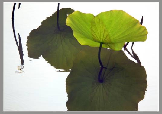 叶韵（诗韵术语）