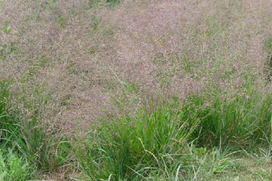 星星草（药材）