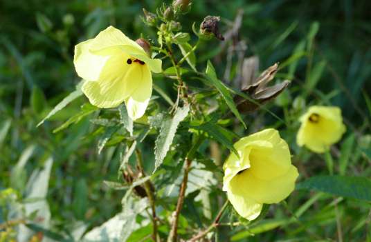 黄葵（锦葵科秋葵属植物）