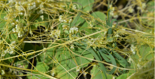 菟丝（中药名）