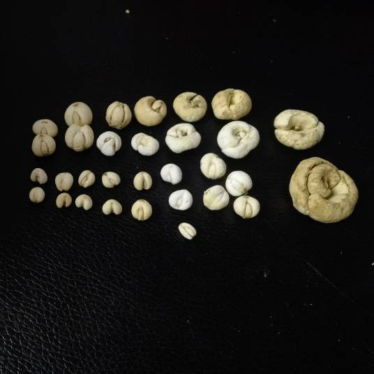 平贝母（中药）