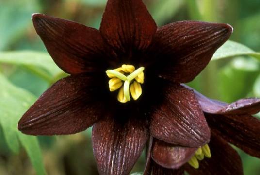 黑百合（百合科贝母属多年生草本植物）