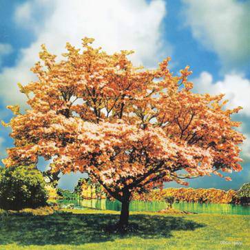 花水木(2004年一青窈演唱的歌曲)