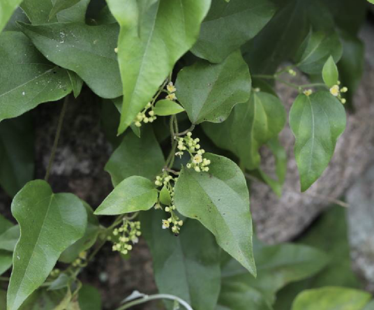 木防己（防己科木防己属植物）