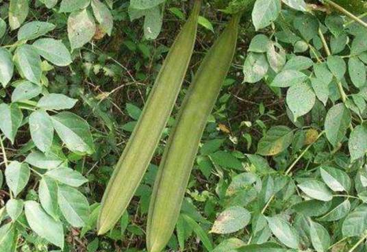 木蝴蝶（紫葳科木蝴蝶属植物）