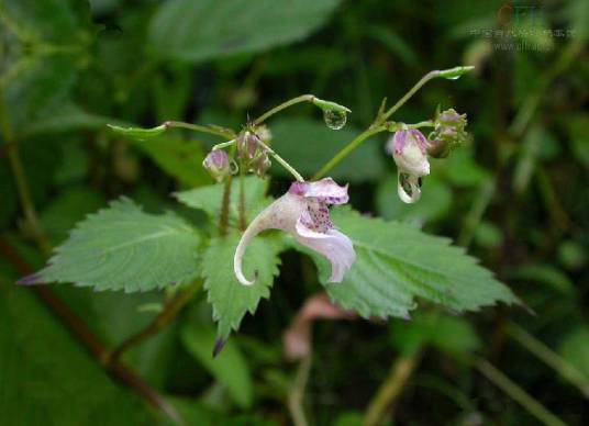 野凤仙花（凤仙花科凤仙花属植物）