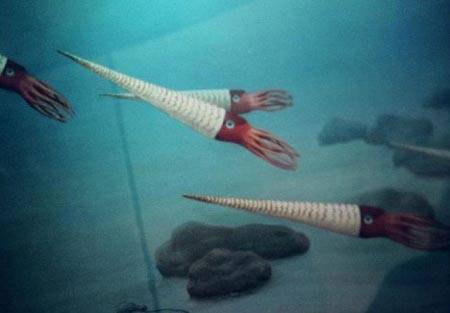 十大动植物活化石