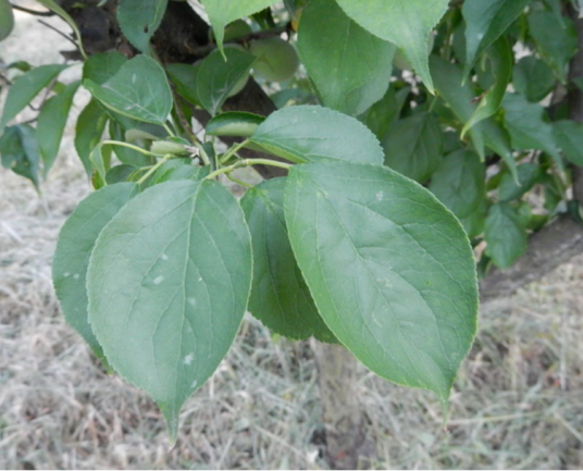 梅叶（蔷薇科杏属植物）