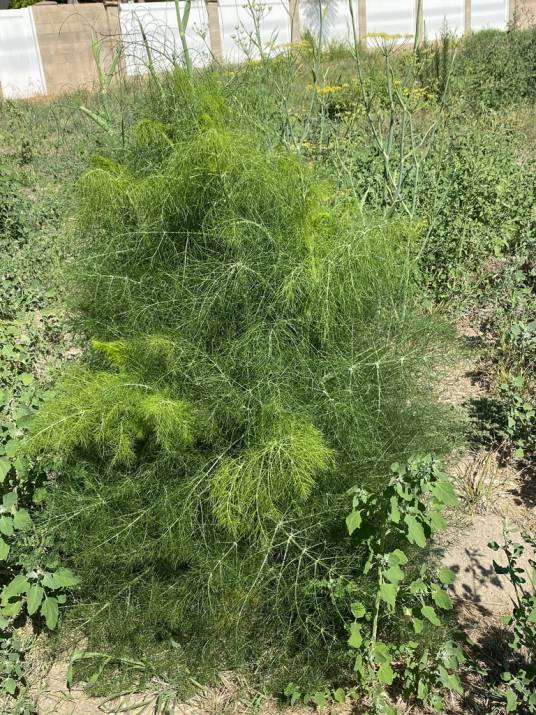 茴香（伞形科茴香属草本植物）