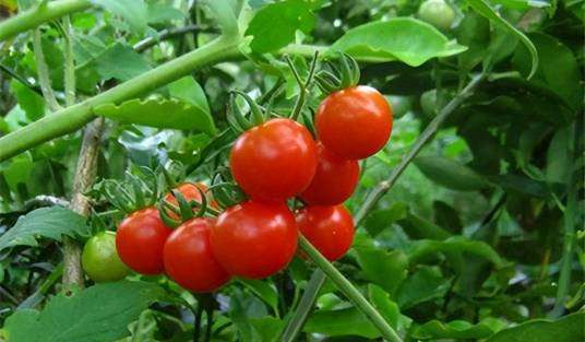 番茄（茄科茄属植物）