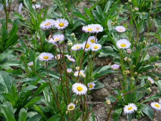 灯盏细辛（中药）