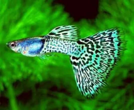 孔雀鱼的养殖