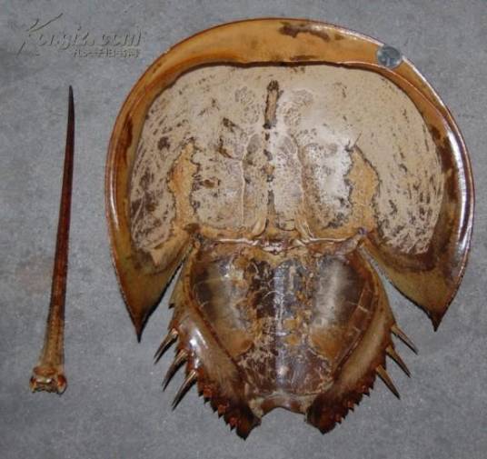 鲎壳（中药材）