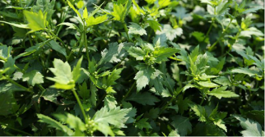 菊花脑（中药）