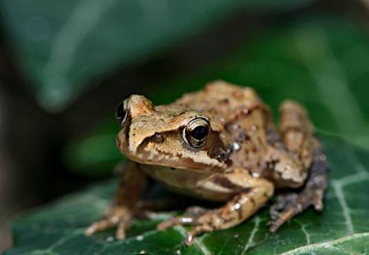 中国林蛙