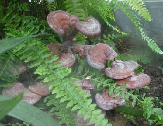 灵芝栽培技术(种植灵芝的技术)